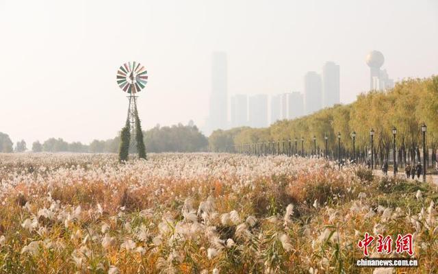 湖北武汉：芦荻花开引人入胜