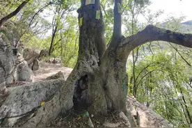 全国最大的贵州山核桃现身贵阳图片