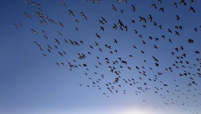 小寒至 来威海南海邂逅一场冬日盛宴