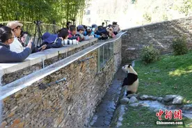 “顶流明星”福宝正式“复出”，网友：胖了，更可爱了！图片