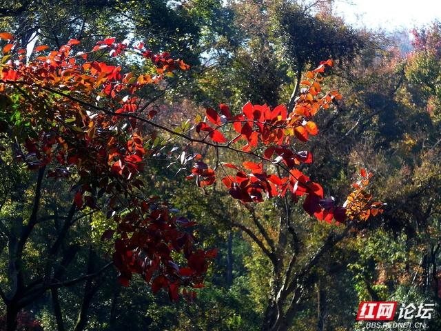 红叶漫染爱晚亭，今年岳麓山的枫景，是否能进你的心尖榜？