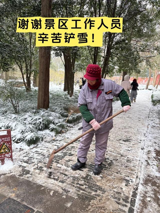 南京明孝陵的梅花开了！这波雪景据说能维持到明天早上，网友：梅花和雪太配了