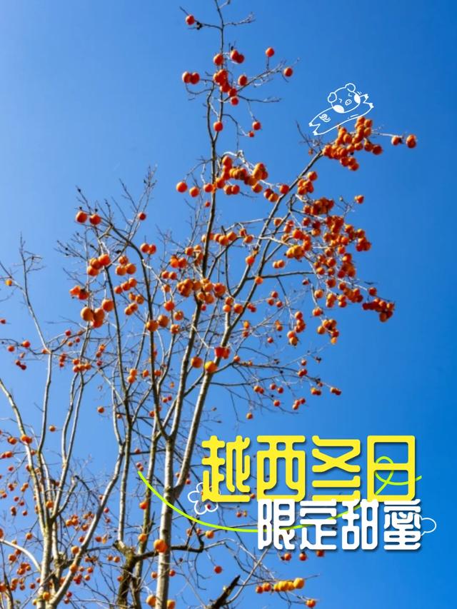 季节限定 | 又见柿子红！许你越西版“柿柿如意”