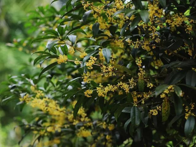 藏于鼎湖山！最老的桂花树，已美了200多年……