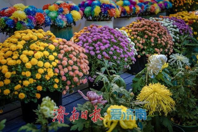 一年四季 泉在济南丨趵突泉金秋菊展盛装绽放，游客市民共赏千菊争艳