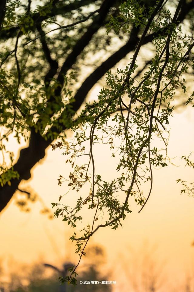 武汉为百年古树建公园，免费开放！