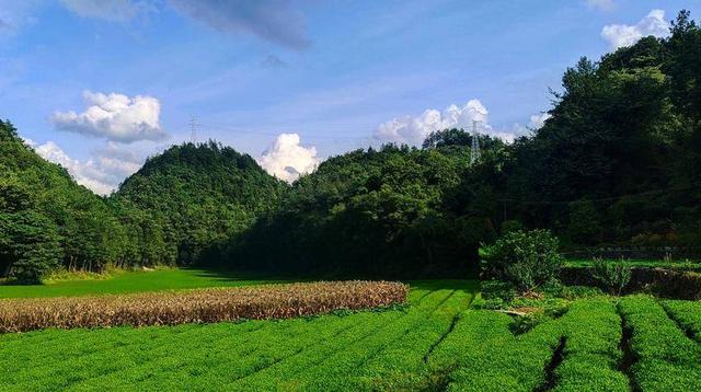 鹤峰太平：茶园秋色