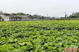 广东台山南瓜迎丰收 畅销成富民“金瓜”图片