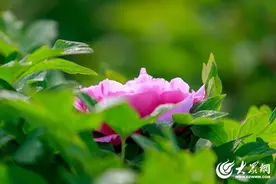 组图|滕州：牡丹花开正当时图片