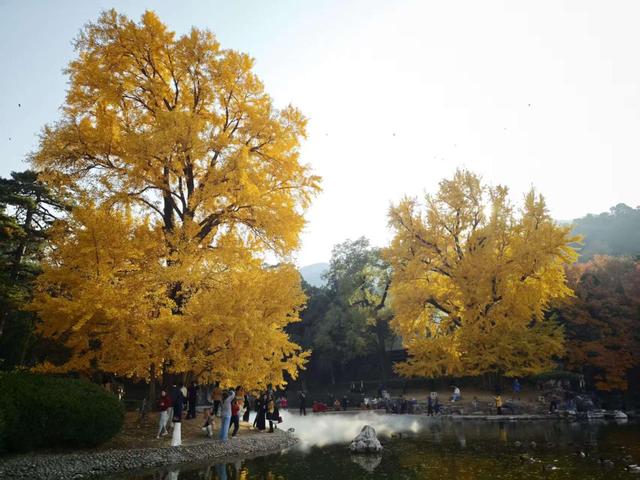 香山彩叶变色率已达75%-85%，这12处捡秋点位超出片