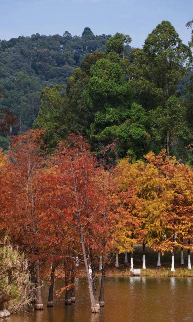 进入观赏期！东莞多处落羽杉，红了！