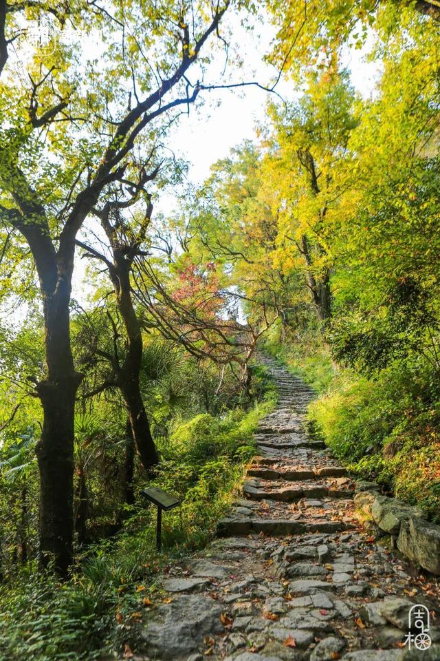 柿子挂满枝头！浙江古村的秋日盛宴，看完就想出发