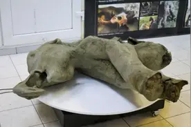 俄罗斯一只保存完好的小猛犸象标本亮相博物馆图片