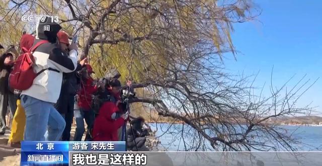 北京多处花卉提前绽放，带来冬日赏花奇妙体验