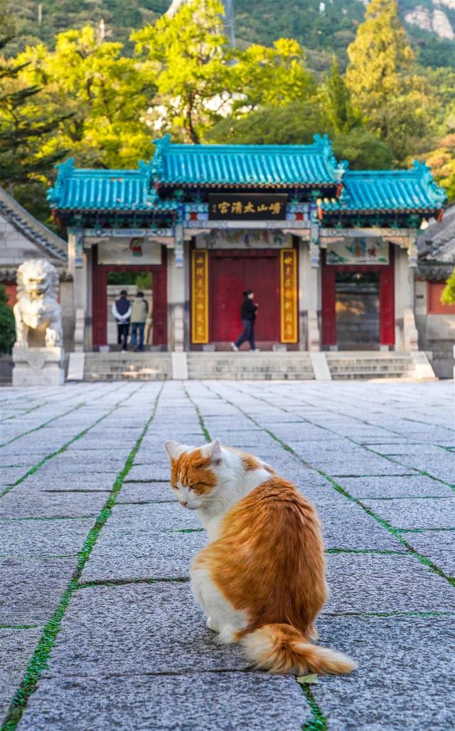 山海之城青岛的流量密码