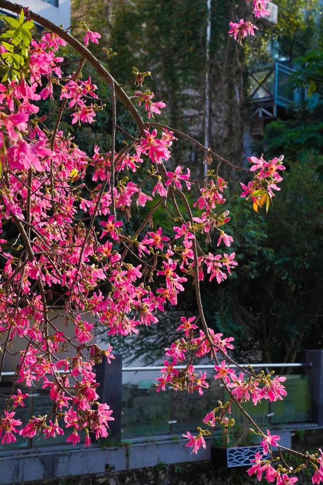 7000㎡粉黛花海+ “粉色童话世界”！深圳秋天必打卡→