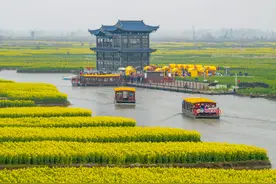 江苏兴化：千垛菜花次第开图片