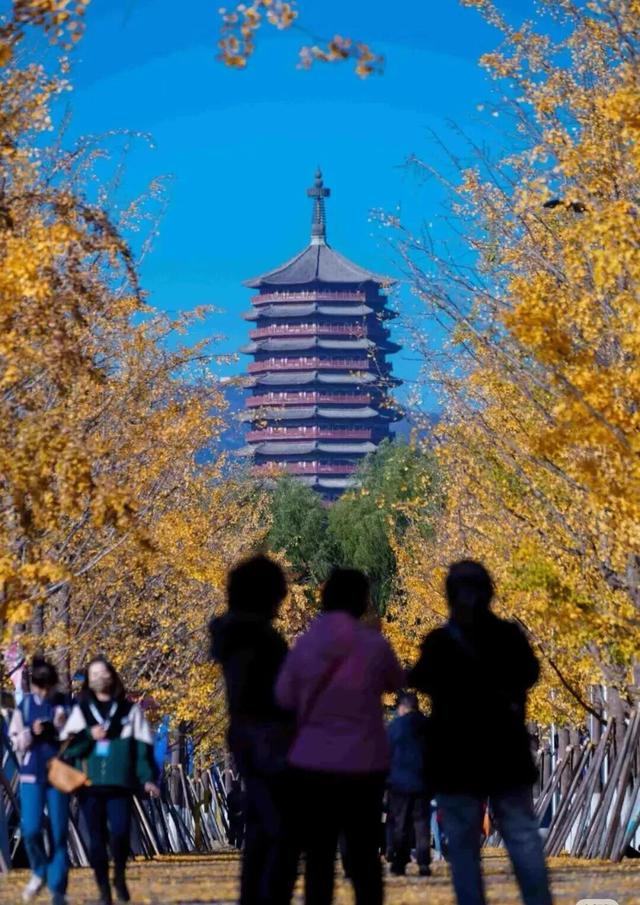 多彩京秋各区巡游丨丰台区启动“花园城市 丰彩秋韵”系列活动，七大主题邀市民共赏金秋！