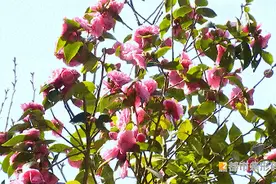 一棵树开出上万朵茶花 昆明人惊呼太少见！背后还有个“茶花翁”……图片