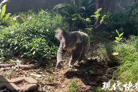红山动物园考拉“茉莉”曾有两个孩子死于同一疾病，考拉为何易患白血病？图片