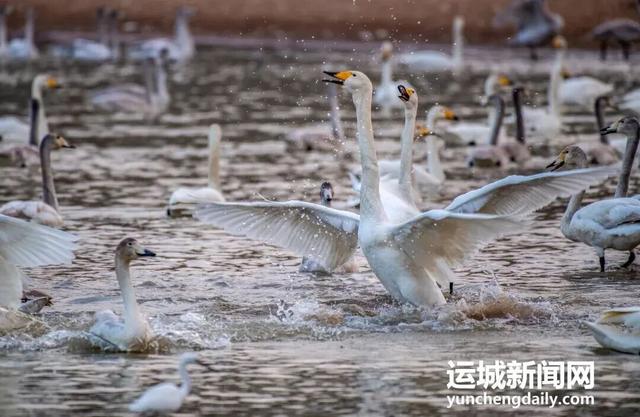 运城九大观鸟胜地邀你共赴冬日童话～