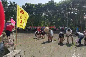 佛冈田心村：趣味插秧，快乐有稻｜聚焦农村移风易俗深化治理行动图片