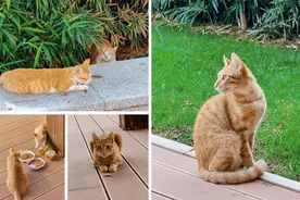 校园“喵星人”成华中师大龙岗附中“校本课程”的主角图片