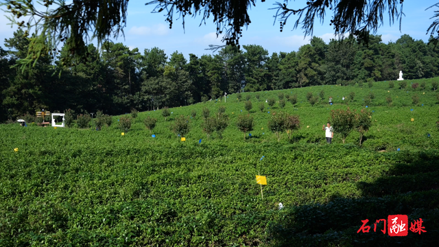 双节期间，石门这些地方火了...