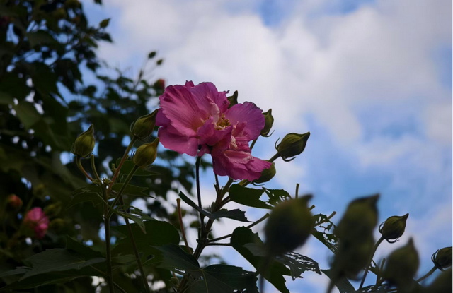 贵溪：几度秋意浓 满城桂花香！
