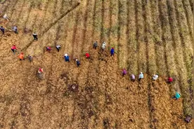 云阳中药材迎来采收期，综合产值达12.5亿元图片