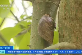 别碰！别吃！“非洲大蜗牛”雨后频繁出没，为入侵物种→图片