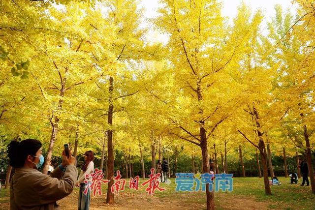 济南森林公园银杏“披金装”，氛围感拉满