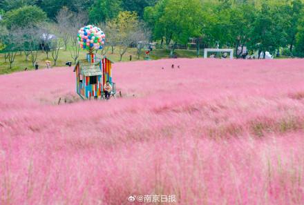 这样的浪漫花海，真的不来看看？