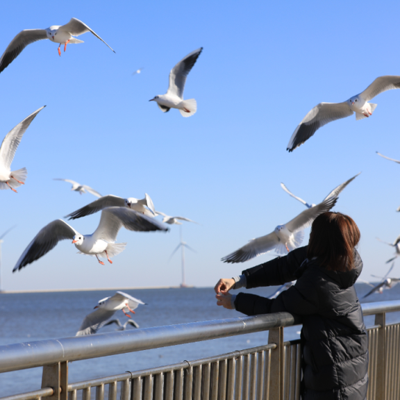 一起出发，从北京坐着火车去看海鸥！