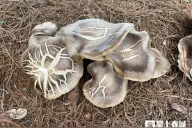 林芝、菌子长势喜人 盘龙区松华街道林下经济蓬勃发展图片