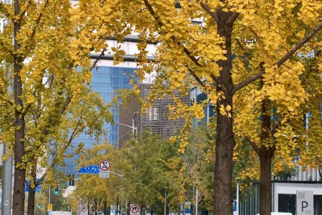 金色长廊加载中！静安这条道路银杏渐入佳境↑