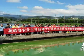 攻克技术难点，科技特派员助力大口黑鲈在蕉岭蕉城“安家落户”图片