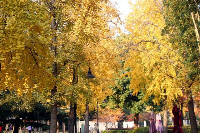 江苏苏州：桐泾公园斑斓冬景引客来