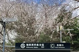 赏花不必非挤热门公园，路边、地铁站旁也能偶遇“小美好”图片