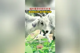 福利屠宰的快乐好羊 解锁单县羊汤好喝的秘密图片