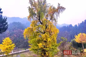 湖北竹山：银杏鎏金，醉染乡村图片