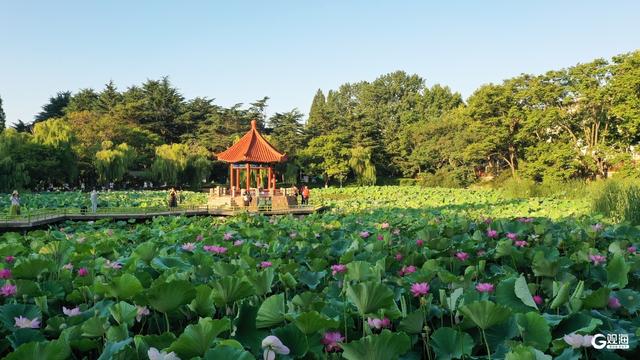 夏日限定！青岛这里荷姿曼妙，静享一隅雅韵