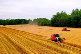 小麦开镰收割图片