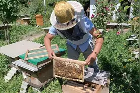 临潭：小蜜蜂“酿”出大产业图片