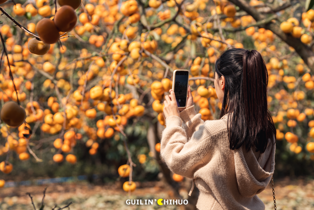 在桂林过大雪：暖汤、红柿、碧水…藏着南方冬日最惊艳的色彩