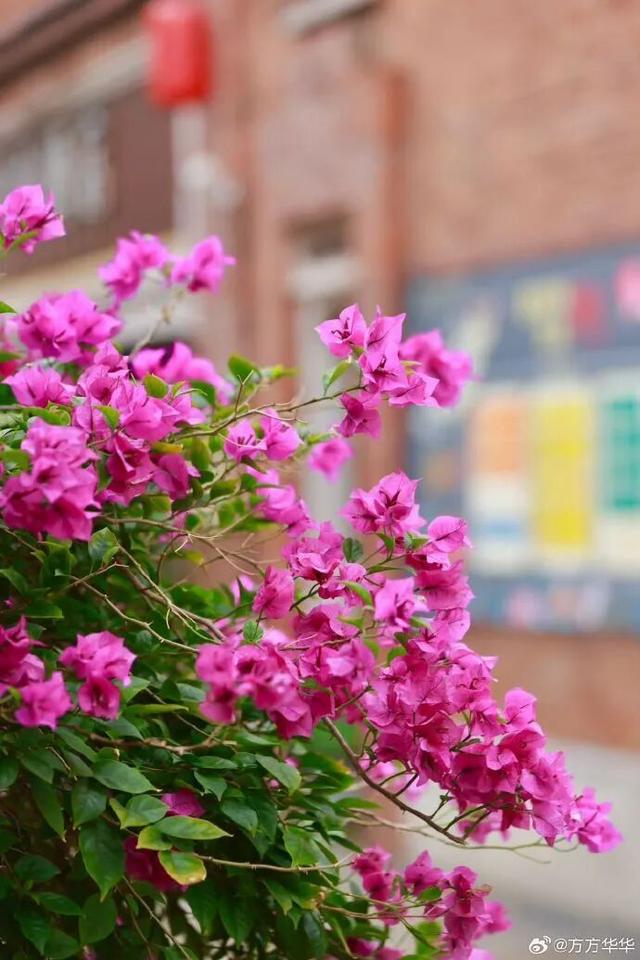 怎么能错过秦淮的秋天呢？