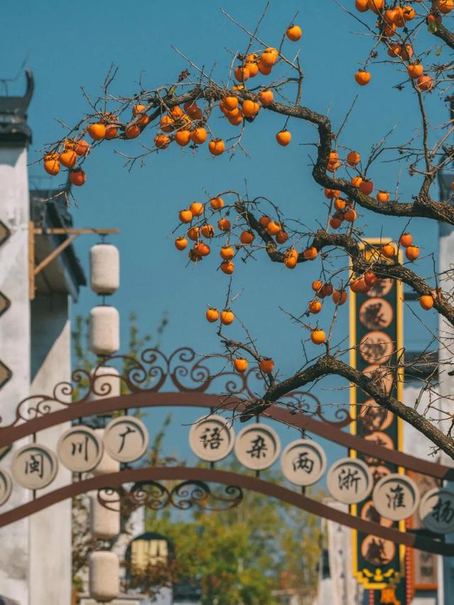 “好柿发生”～婺女洲的“柿”情画意你体验过吗？