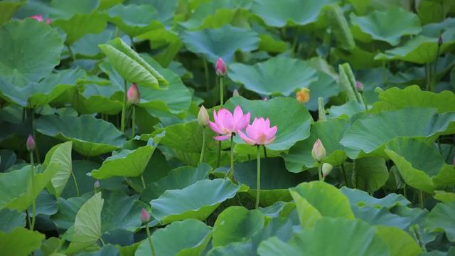 “荷”尔蒙爆表，这夏可好了！