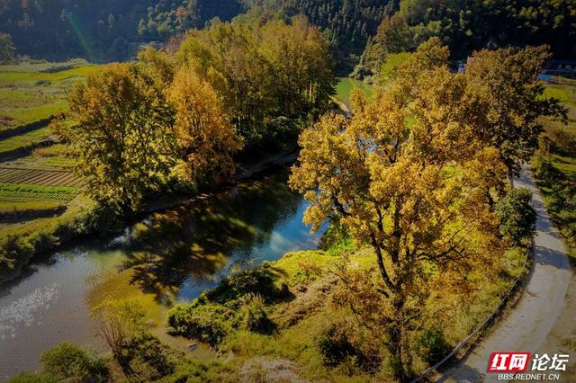 枫红时节，邂逅通道的诗意初冬