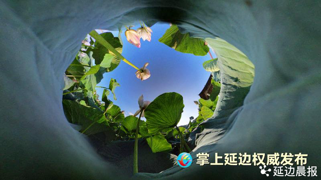浪漫夏日，为“荷”到延边！赏荷地图来了~